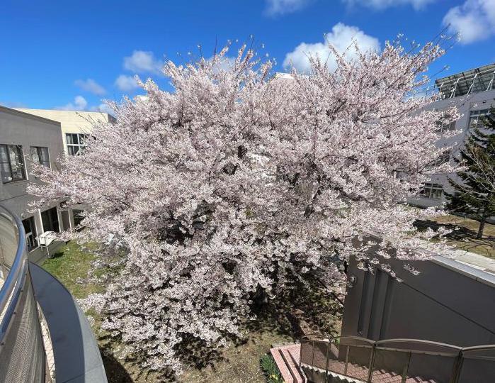 地区セン桜1
