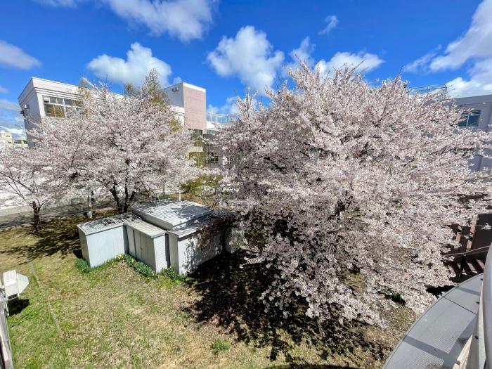 地区セン桜2