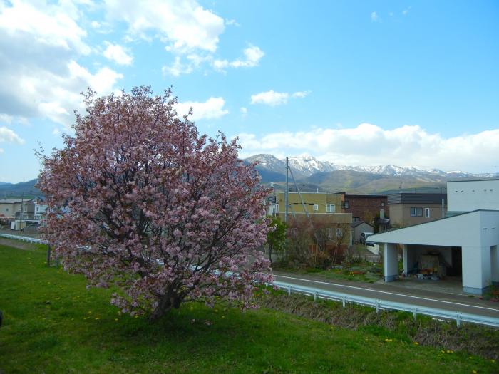 桜と手稲山