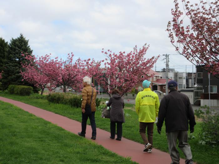 桜観察会