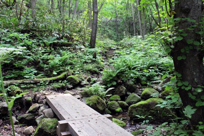 手稲山自然歩道の写真