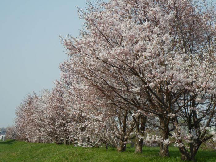 中の川緑地