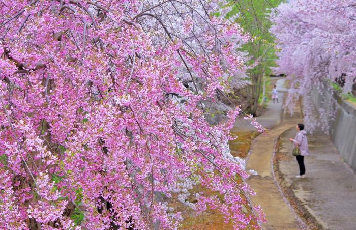 ていねくフォトコンテスト入選作品「桜色に包まれて」の写真