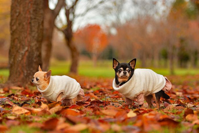 チワワが紅葉の下を2匹で散歩している写真