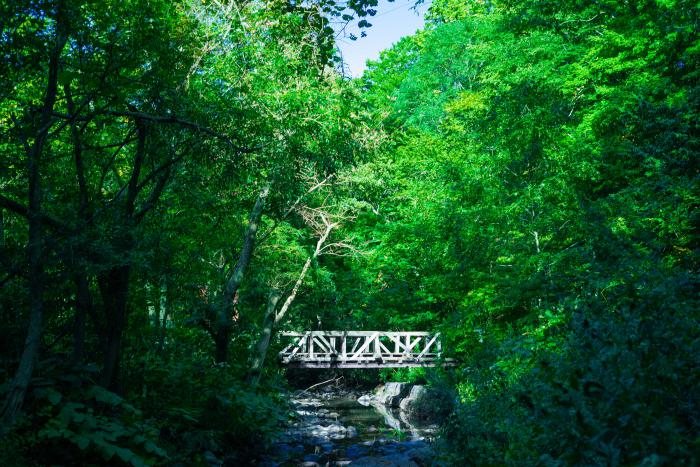 星置の滝のある森の中に架かる橋を写した写真