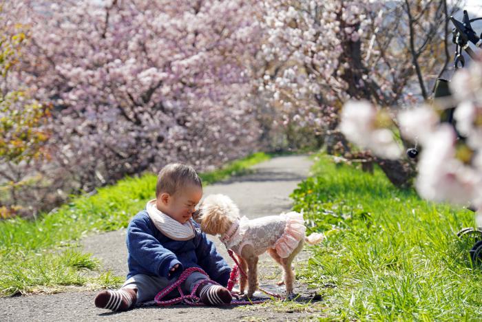 桜のトンネルの下で犬と遊ぶ子供の写真