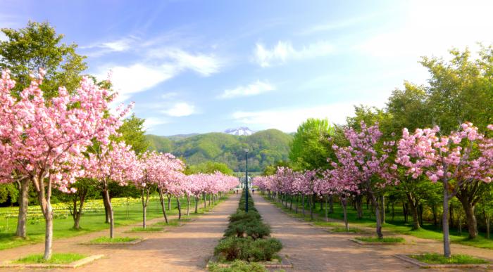ほしみ緑地の桜並木を写した写真