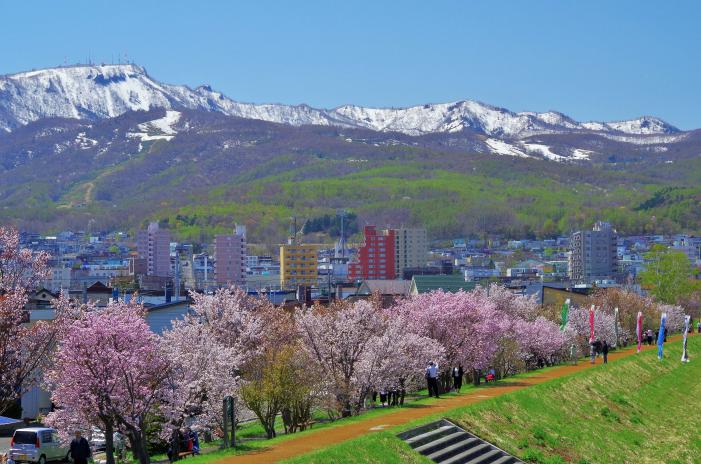 第2回ていねくフォトコンテストで特別賞を受賞した、残雪の手稲山を背景にした、桜並木の写真