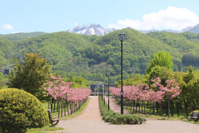 hoshimiryokuti