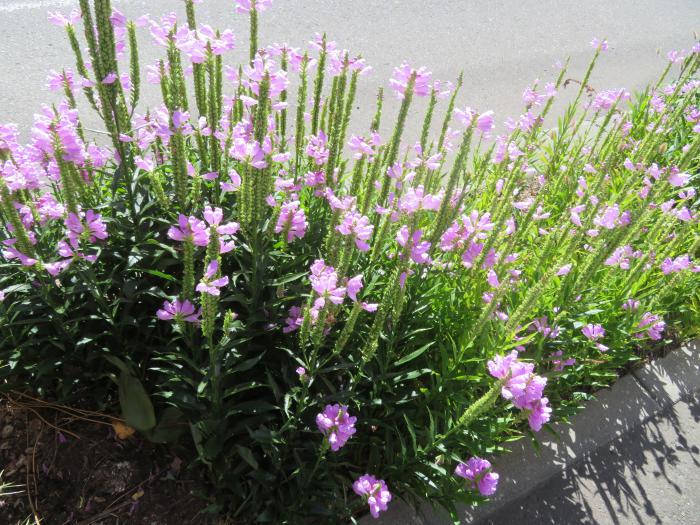 街路ます花壇