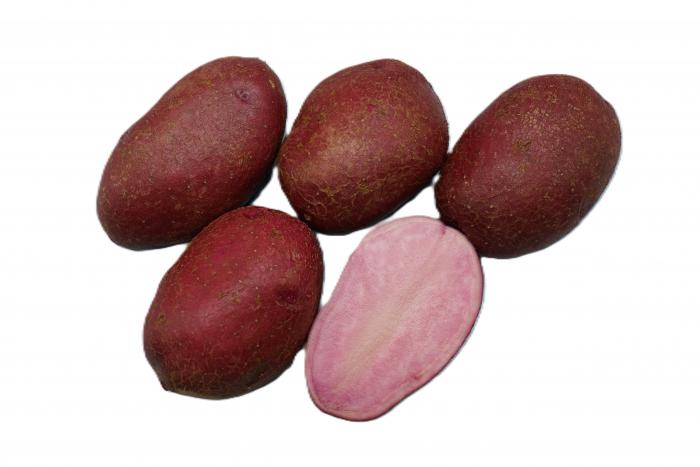 （いも）シャイニールビー