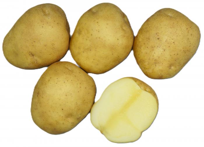 （いも）とうや