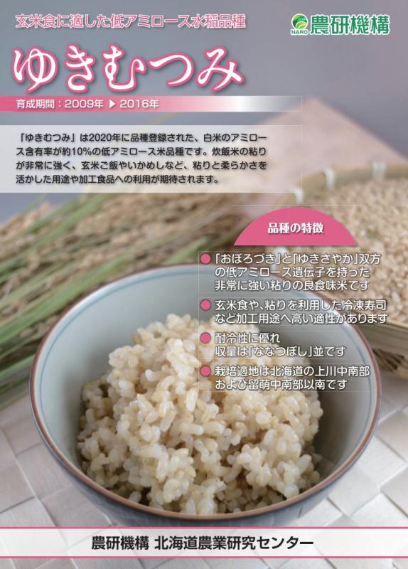 （水稲）ゆきむつみ