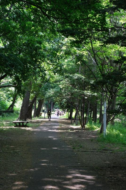 緑の中を進む道