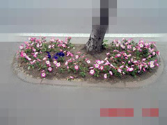 花壇の計画を立てましょう 花植えを行う前に 札幌市豊平区