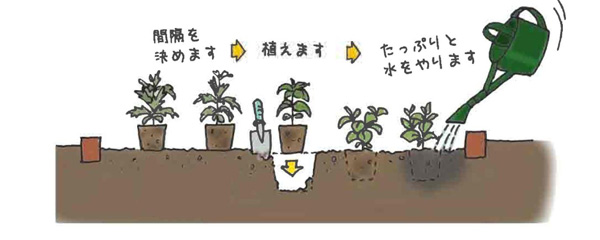 花苗を植えましょう 札幌市豊平区