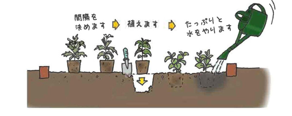 花植えの手順