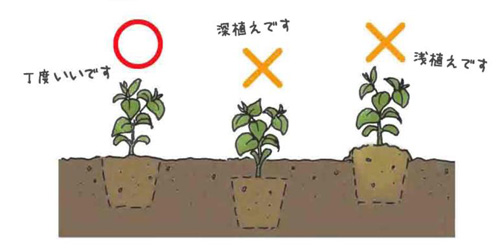 植えつける深さ