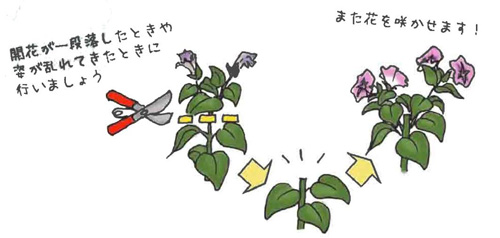 植えた花を管理しましょう 花がら摘み 切り戻し より長く楽しむために 札幌市豊平区
