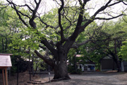 相馬神社の御神木