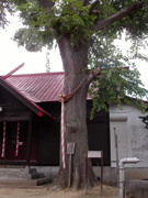 中の島神社の御神木