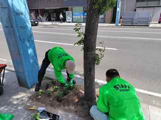 秋津道路植花2026年5月23日2