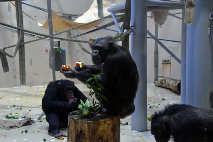 チンパンジーのリンゴ実食の様子3
