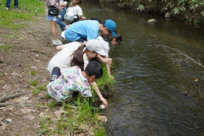 ヤマメの稚魚放流の様子1