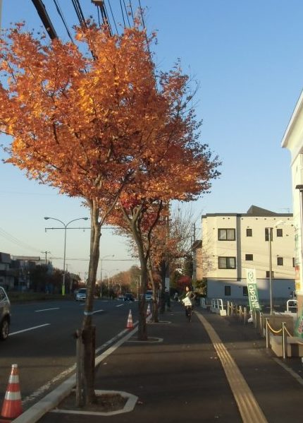 写真：紅葉した街路樹