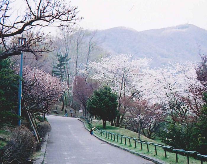 写真：天神山緑地の桜