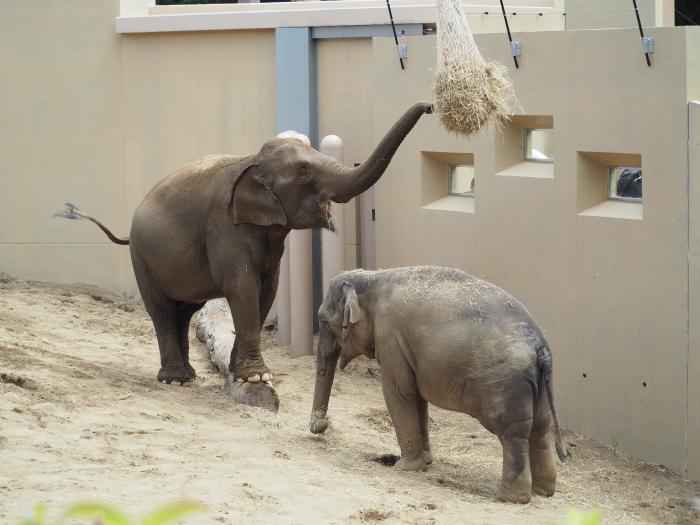 アジアゾウのシュティンとニャイン