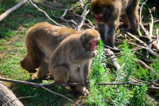 ニホンザル採餌の様子