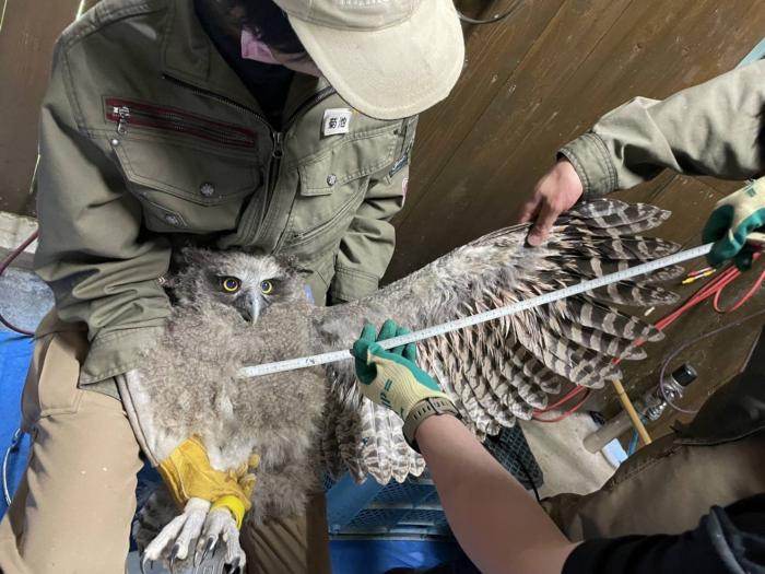 シマフクロウの雛の健康管理