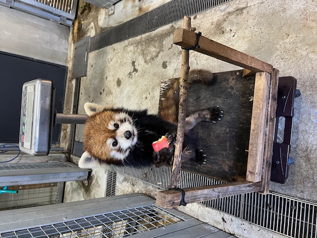 キャスター付き台