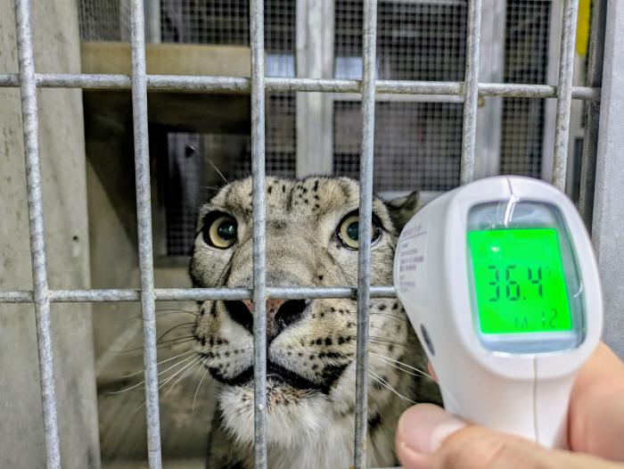 ユキヒョウ体温計