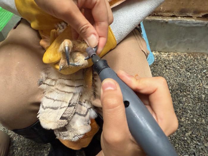 爪削り