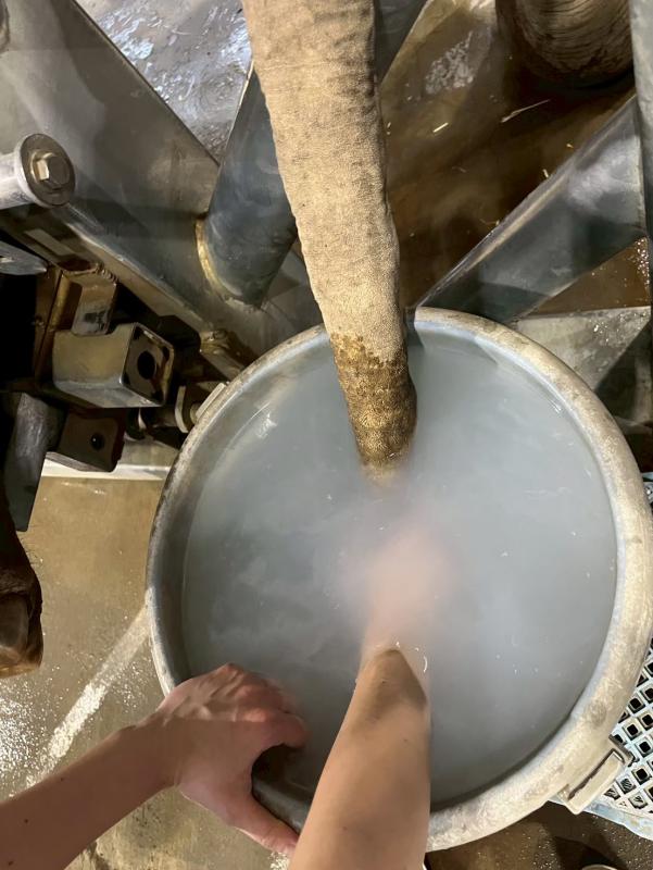 アジアゾウの尾をせっけん水につけて洗う様子