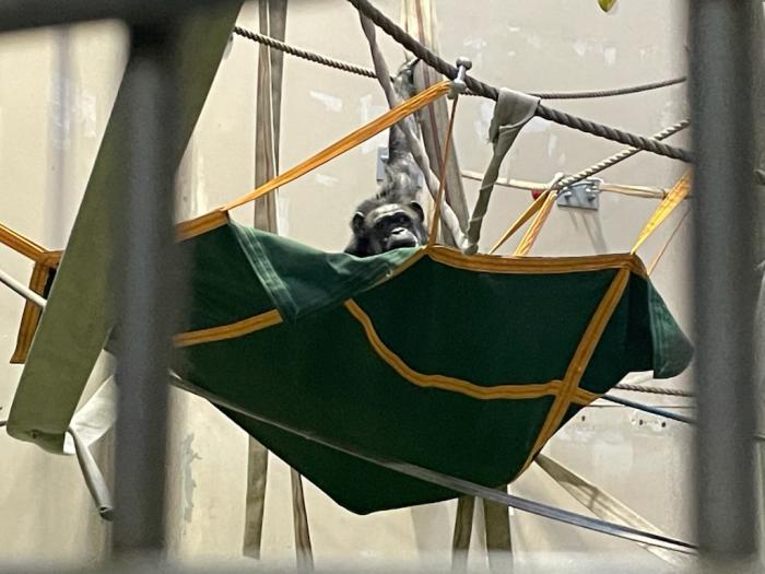 チンパンジー用モッコ