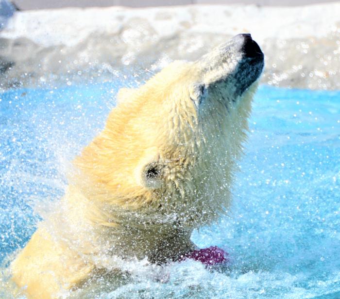 ホッキョクグマ顔