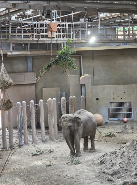 ご寄付いただいたスリングとアジアゾウ