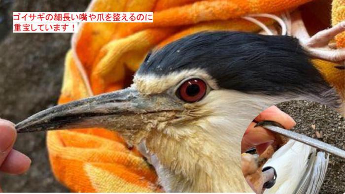 ゴイサギの様子