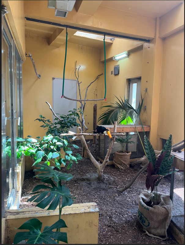 ご寄付いただいた赤玉土を使って、植物が増えたオニオオハシの展示場で歯をつつくオニオオハシ