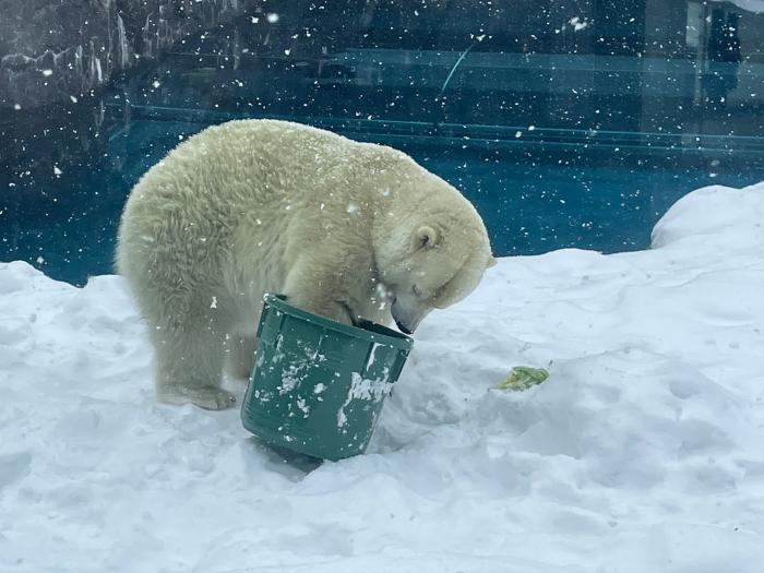 ホッキョクグマが遊具で遊んでいる様子２