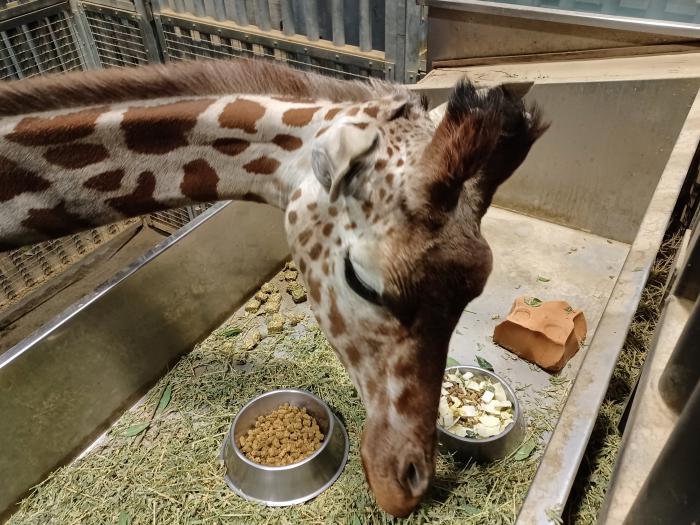 キリンの採食の様子