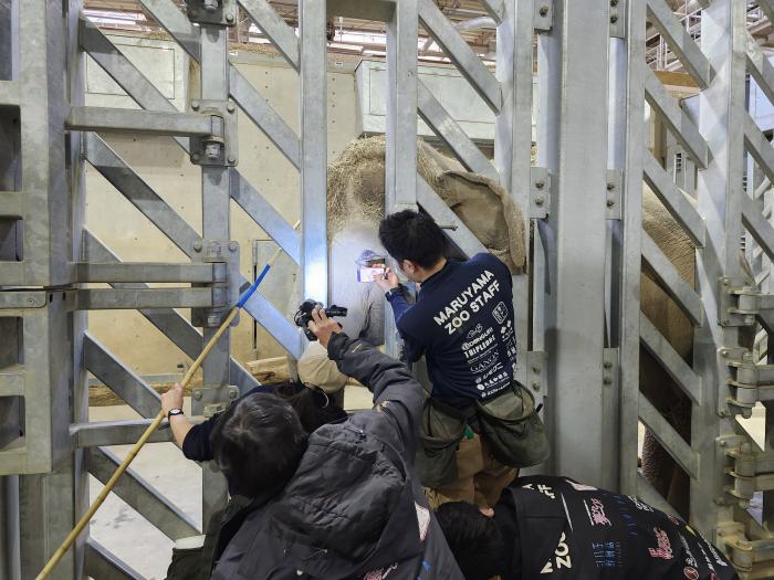 ライトを使ってゾウの目を見ている様子