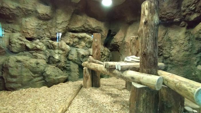 マレーグマの行動記録２