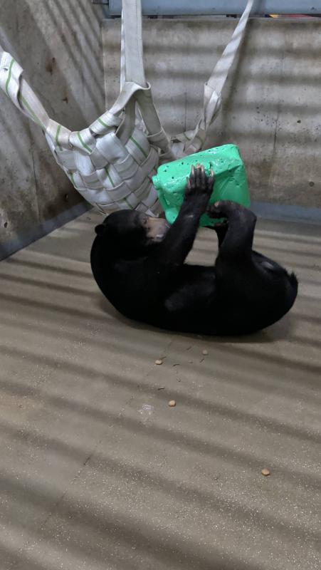 マレーグマが灯油タンクで遊ぶ様子