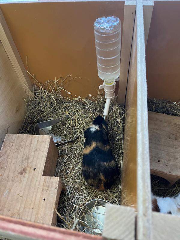 水を飲むモルモット