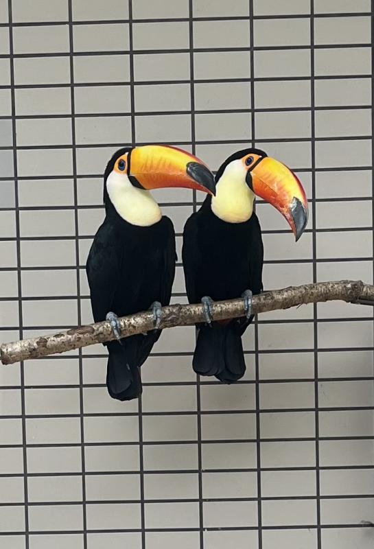 仲良く枝にとまるオニオオハシ
