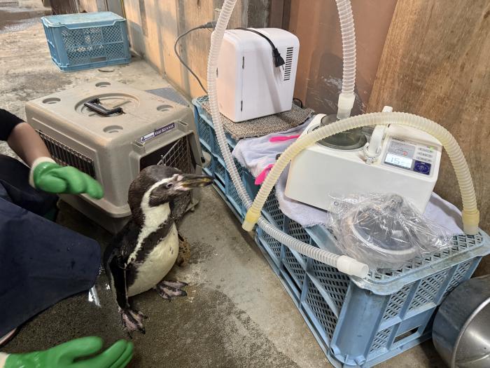 風邪や肺炎などの呼吸器疾患を抱える動物たちの治療に「ネブライザー（吸入器）」を使用している様子